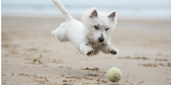 7 Best Dog Friendly Beaches on the Isle of Wight
