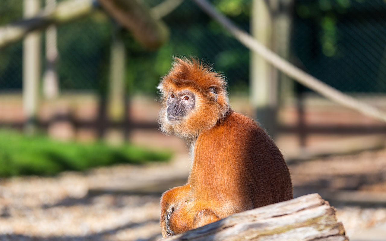 Monkey Haven | Primate Rescue Centre
